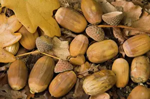 Acorns: Oak, acorn