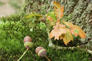 Acorns: Oak, acorn