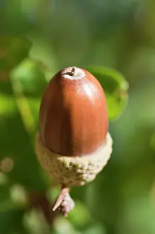 Acorn: Oak, Acorn