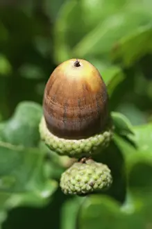 Acorn: Oak, Acorn