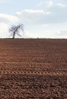Ploughed: Oak