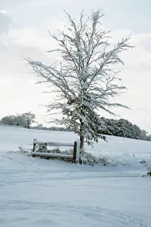 Tire: Oak