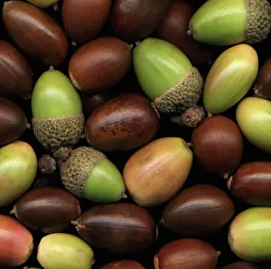 Acorn: Oak