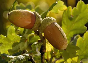 Acorn: Oak