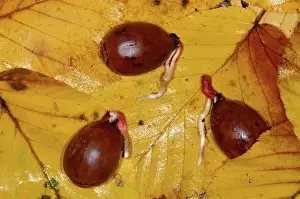 Acorn: Oak Acorns