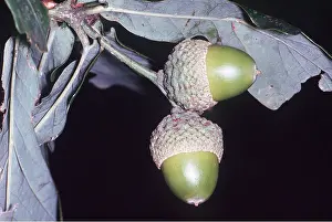 Acorn: OAK - acorns, close-up