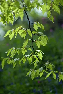 Canariensis: Oak