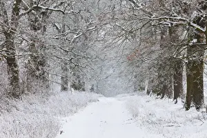 Lanes: Oak Allee - covered in snow in winter, North Hessen, Germany