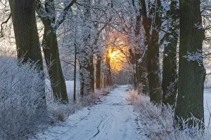 Lanes: Oak Allee - covered in snow in winter, North Hessen, Germany