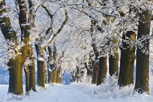 Lanes: Oak Allee - covered in snow in winter, North Hessen, Germany