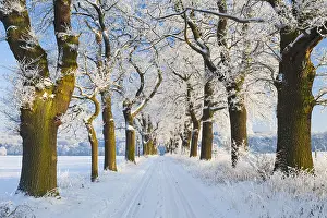 Lanes: Oak Allee - covered in snow in winter, North Hessen, Germany