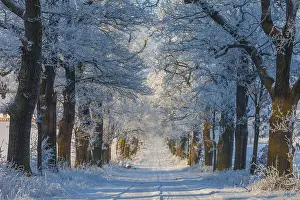 Lanes: Oak Allee - covered in snow in winter, North Hessen, Germany