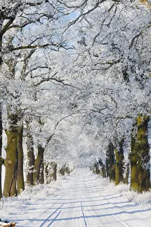 Lanes: Oak Allee - covered in snow in winter, North Hessen, Germany