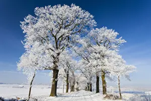 Lanes: Oak Allee - covered in snow in winter, North Hessen, Germany