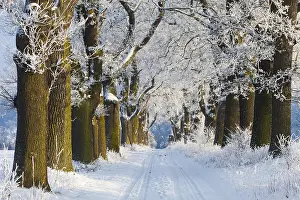 Robur: Oak Allee - covered in snow in winter, North Hessen, Germany