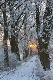 Robur: Oak Allee - covered in snow in winter, North Hessen, Germany