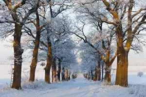 Robur: Oak Allee - covered in snow in winter, North Hessen, Germany