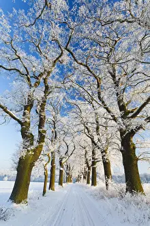 Robur: Oak Allee - covered in snow in winter, North Hessen, Germany