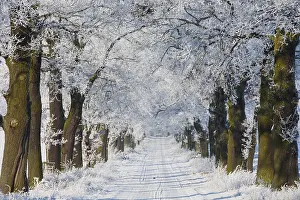 Robur: Oak Allee - covered in snow in winter, North Hessen, Germany