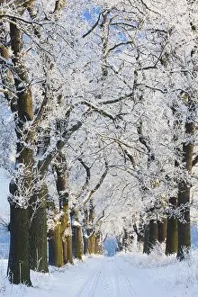 Robur: Oak Allee - covered in snow in winter, North Hessen, Germany