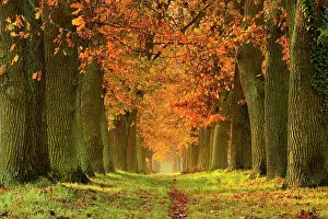 Avenue: Oak alley in autumn, Magdeburger B&, x1b2925;, Saxony-Anhalt