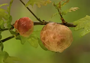 Gall: OAK - apple galls, caused by the Oak Apple Gall wasp