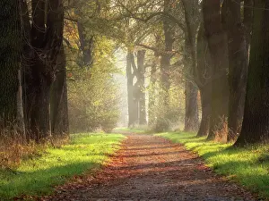 Lined: Oak avenue in autumn, Dessau-Wnrlitz Garden Kingdom