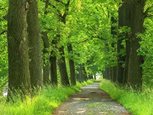 Shale: Oak avenue in the Plothen pond area, Thuringian