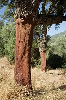 Suber: Oak - Bark removed