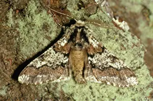 Beauties: Oak Beauty Moth