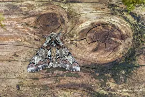 020222: Oak Beauty Moth - UK