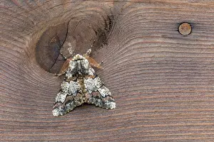 020222: Oak Beauty Moth - UK