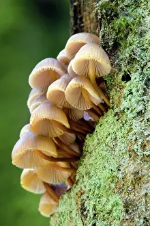 Mycena: Oak Bonnet-cap - tree trunk