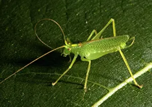 Meconema: Oak Bush-Cricket