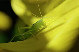 Meconema: Oak Bush-cricket