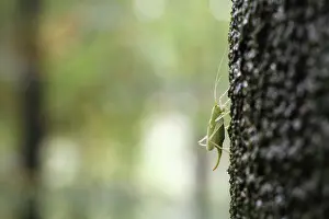Meconema: Oak Bush-cricket