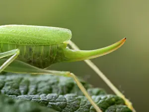 Meconema: Oak Bush Cricket female close up of ovipositor