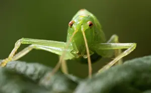 Meconema: Oak Bush Cricket female facing forward