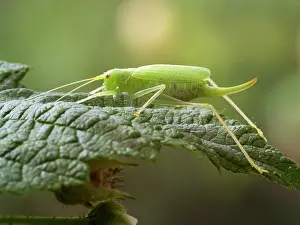 Meconema: Oak Bush Cricket female UK