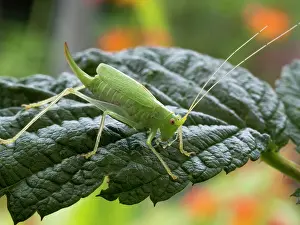 Meconema: Oak Bush Cricket female UK