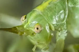 Cricket: Oak Bush-cricket head and eyes - Norfolk UK