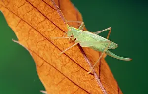 Meconema: OAK BUSH-CRICKET - on leaf