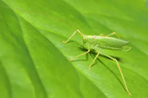 Meconema: Oak Bush Cricket - Resting on Leaf