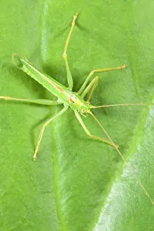 Meconema: Oak Bush Cricket - Resting on Leaf
