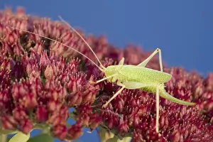 Cricket: Oak Bush-cricket on sedum - Norfolk UK