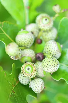 Caucasia: Oak, Caucasian, Caucasian Oak