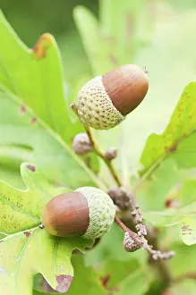 Acorns: Oak
