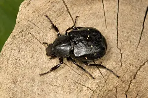 Rarely: Oak Chafer - Very rarely seen as adults (larvae
