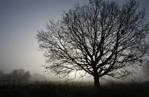 Fairly: Oak, Common oak, Quercus robur, Side view of fairly