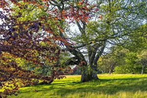 Parkland: Oak and Copper Beech at spring - Pentire Estate
